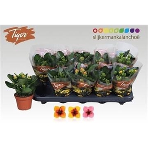 KAL EN TIGER GEM