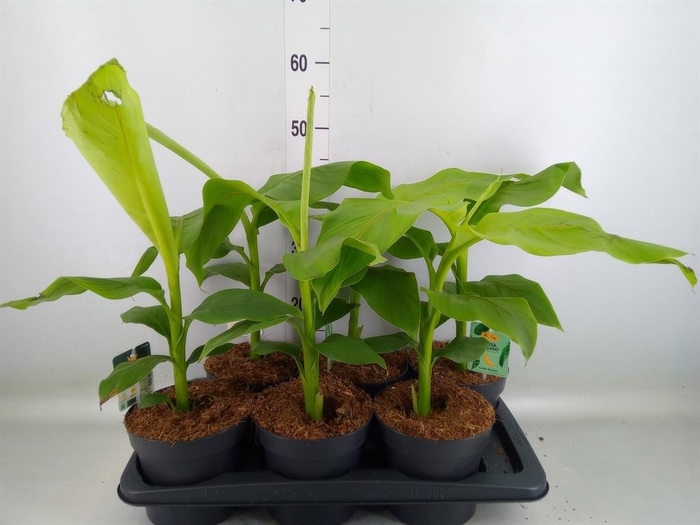 <h4>Musa basjoo</h4>