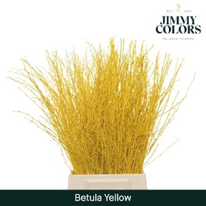 Betula L60 Yellow