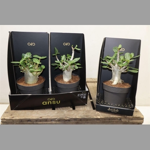 Aden Ansu Baobab - Collection