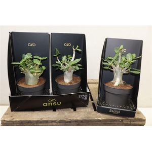 Aden Ansu Baobab - Collection