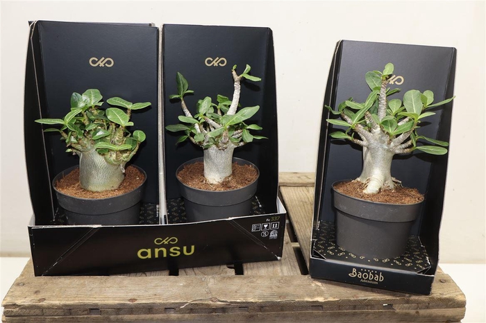 <h4>Aden Ansu Baobab - Collection</h4>