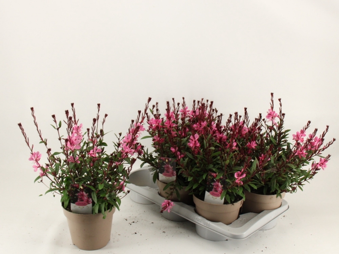 <h4>GAUR LI GAUDI ROSE</h4>