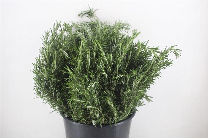 <h4>Rozemarijn P Bunch</h4>