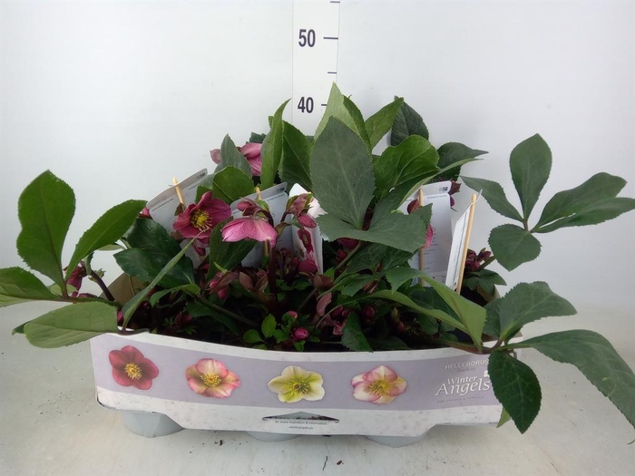 <h4>Helleborus ori.</h4>