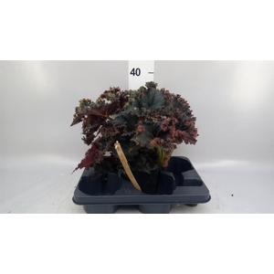 Begonia BD   ...