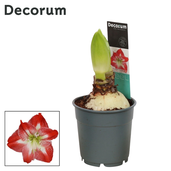 <h4>Amaryllis Exotic Striped 2 knop Extra OP (Decorum)</h4>