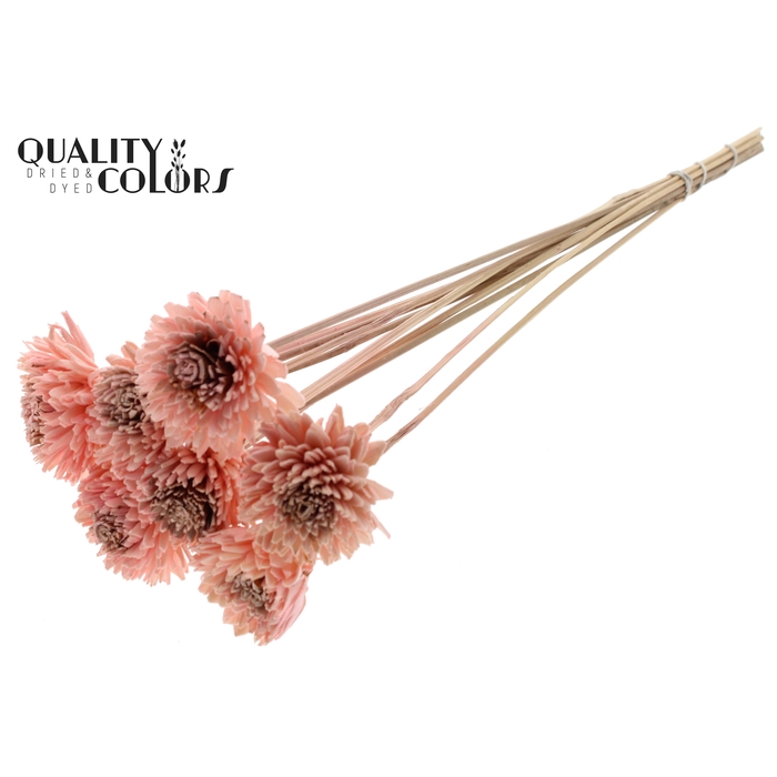 <h4>Shola Zinia 6cm on stem Light Pink</h4>