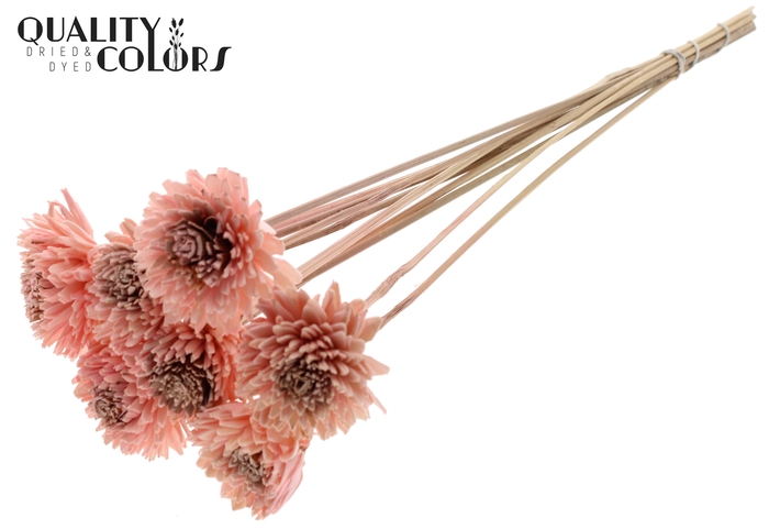 Shola Zinia 6cm on stem Light Pink