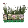 Allium senescens