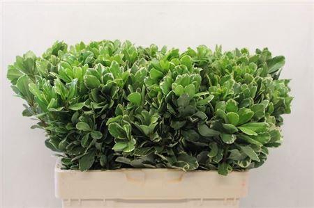 <h4>Pittosp To Ilan</h4>