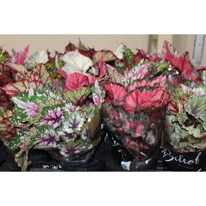 BEGONIA BELEAF P11 PO