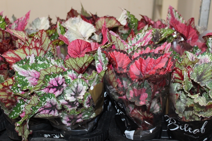 <h4>BEGONIA BELEAF P11 PO</h4>