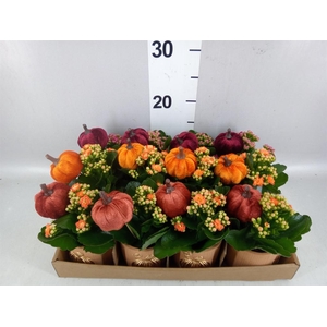 Arr. Planten L%