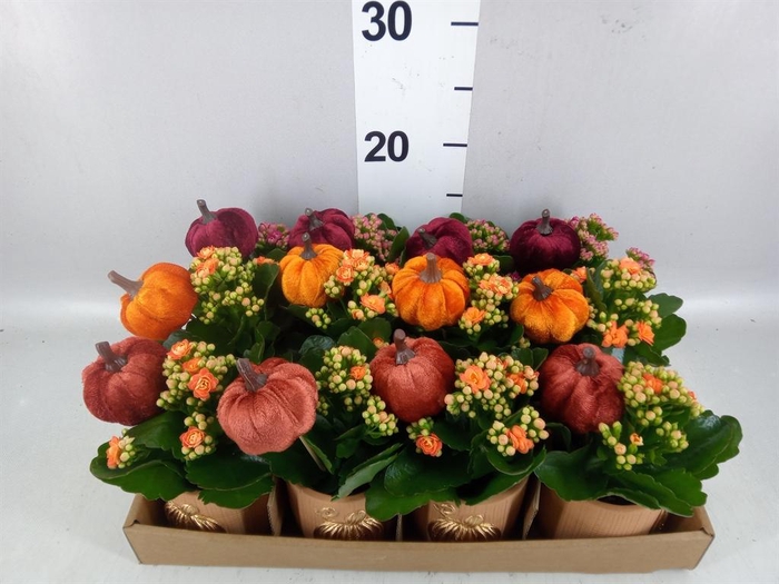 <h4>Arr. Planten L%</h4>