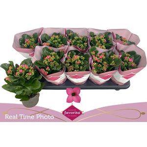 KAL EN BEL ROSA PINK