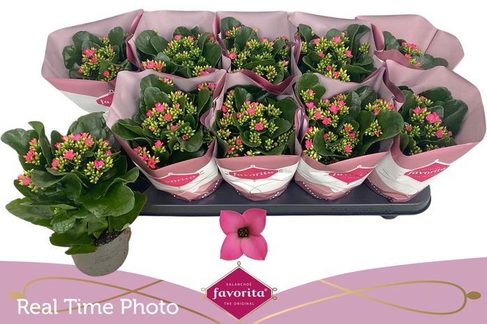 <h4>KAL EN BEL ROSA PINK</h4>