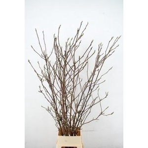 MAGNOLIA SOULANGEANA 180CM