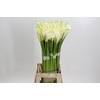 Zantedeschia Eydolls White