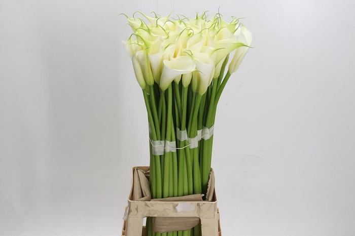 <h4>Zantedeschia Eydolls White</h4>