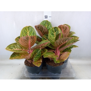 Aglaonema   ...