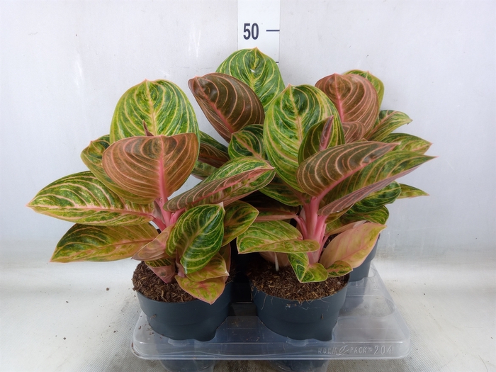 <h4>Aglaonema   ...</h4>