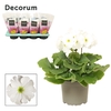 Primula 'Touch Me' White | Decorum