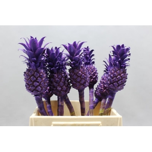 Ananas Kl Milka Geverfd