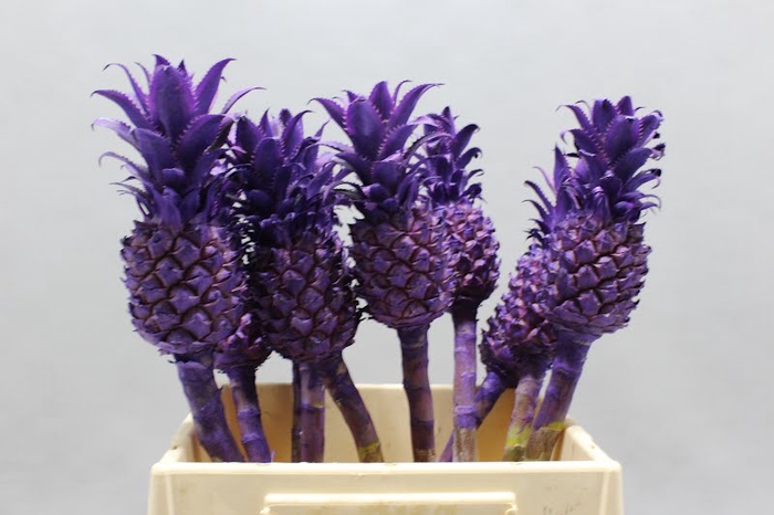 <h4>Ananas Kl Milka Geverfd</h4>