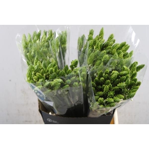 Ornitogalum Overig (55cm)