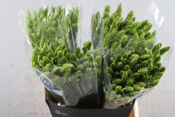 <h4>Ornitogalum Overig (55cm)</h4>