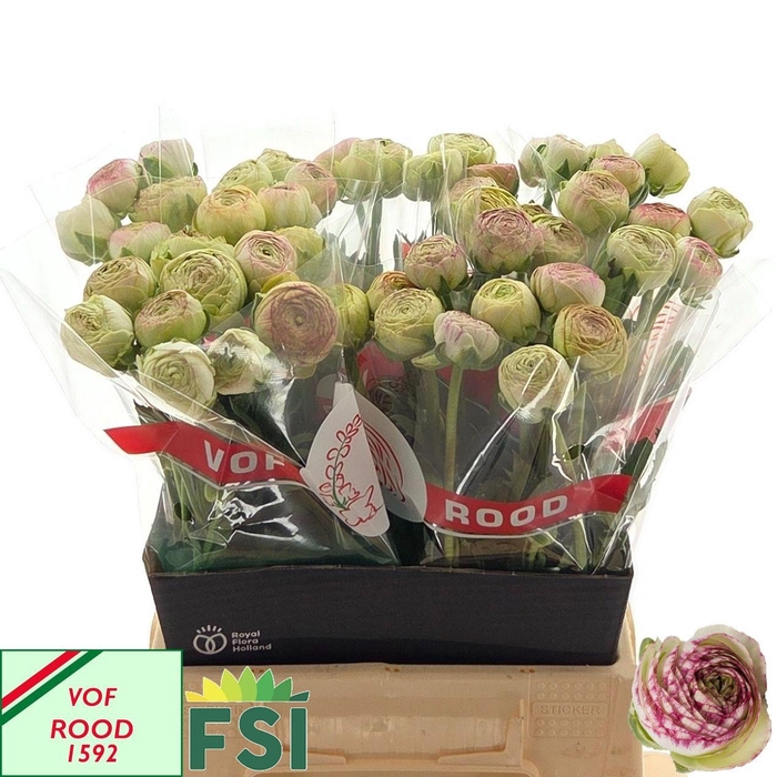 <h4>RAN AAZUR PI STRIPE</h4>