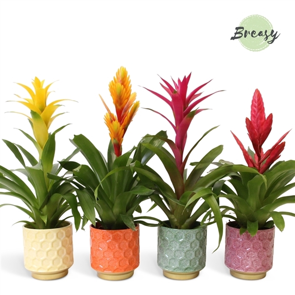 <h4>Bromelia Cupcake - 13cm in Havana | Mimesis</h4>