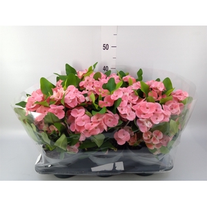 Euphorbia milii   ...