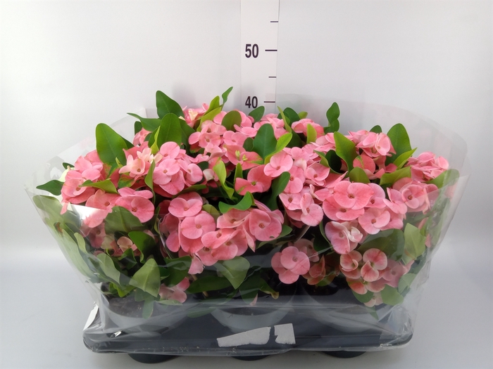 <h4>Euphorbia milii   ...</h4>