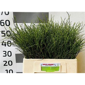 Vacc Huckleberry