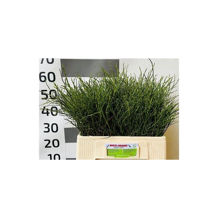 <h4>Vacc Huckleberry</h4>