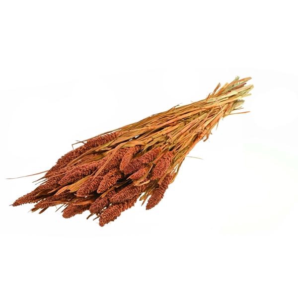 <h4>Setarea Italica Teak</h4>