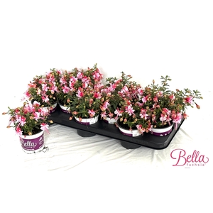 FUCHSIA B F BIANCA