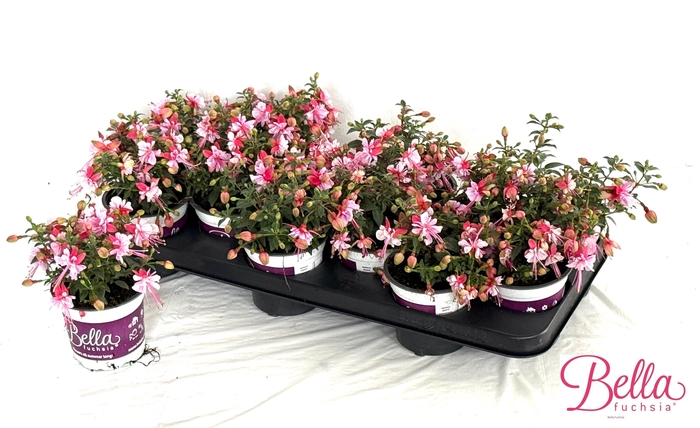 <h4>FUCHSIA B F BIANCA</h4>