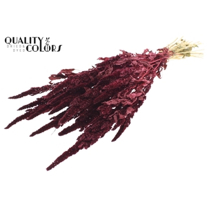 Amaranthus per bunch Burgundy