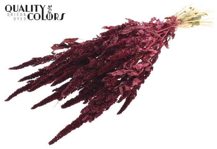 Amaranthus per bunch Burgundy