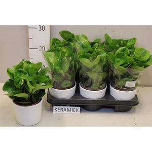 PEP OBT GREEN GOLD