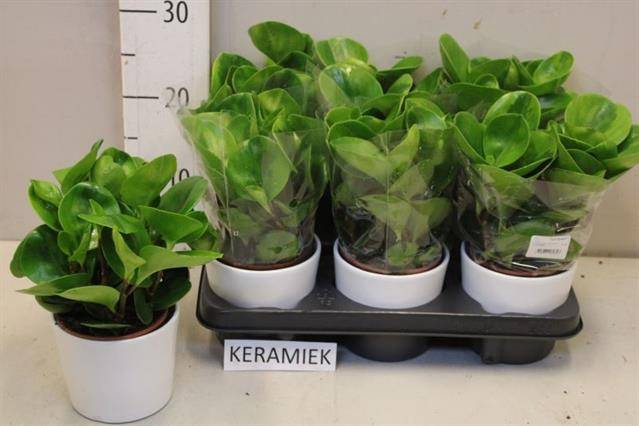 <h4>PEP OBT GREEN GOLD</h4>