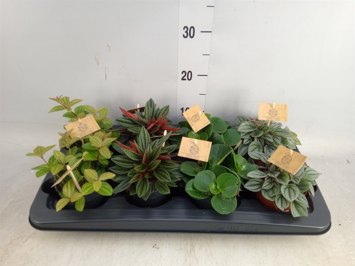 <h4>Peperomia   ...mix</h4>