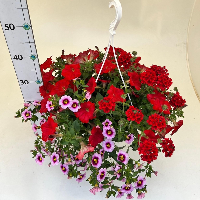 <h4>OVERIGE HANGPLANTEN</h4>