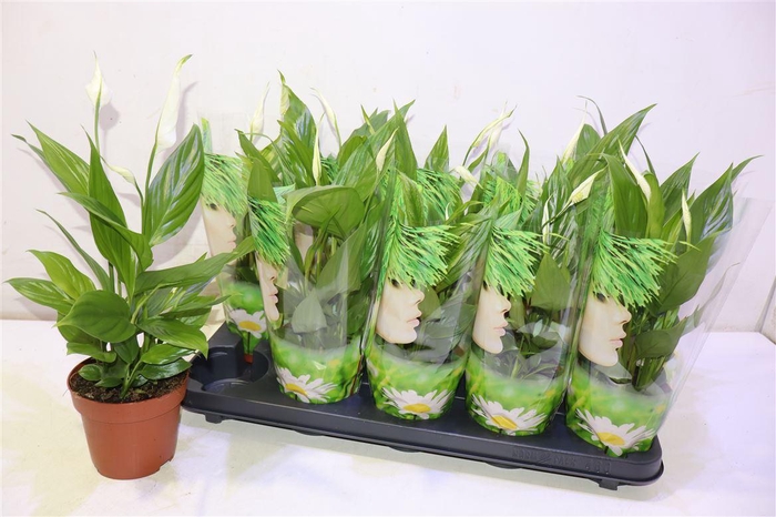 <h4>Spath Alana</h4>