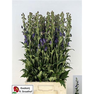 ACONITUM CAR ARENDSII