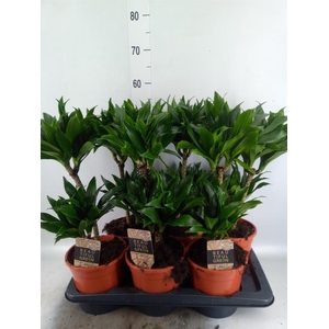 Dracaena frag. 'Compacta'