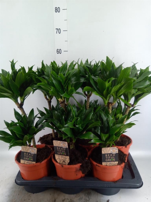 <h4>Dracaena frag. 'Compacta'</h4>